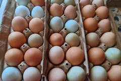 Selling with In-person Payment: Farm Fresh Brown & Colored Eggs (Westfield, WI)