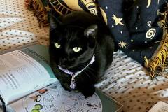 Selling: Detailed love psychic reading