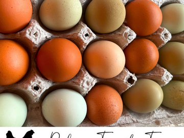 Selling with In-person Payment: Pasture Raised Eggs From Small Family Farm 
