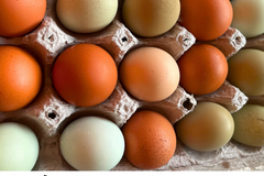 Selling with In-person Payment: Pasture Raised Eggs From Small Family Farm 