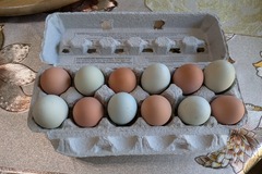 Selling with In-person Payment: Brown and blue eggs 