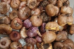 Sales: Bulbe de glaieuls 