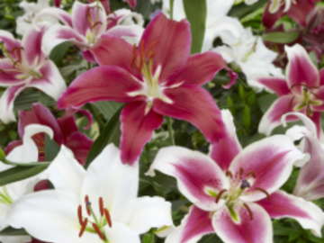 Vente: Bulbe de lys orientaux 