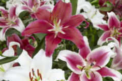 Sales: Bulbe de lys orientaux 