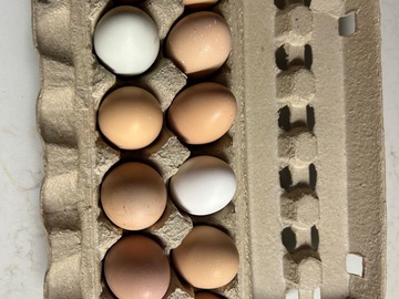 Selling with In-person Payment: Fresh eggs in Montevallo/Calera area