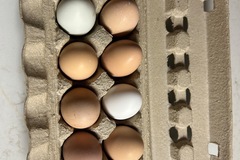 Selling with In-person Payment: Fresh eggs in Montevallo/Calera area