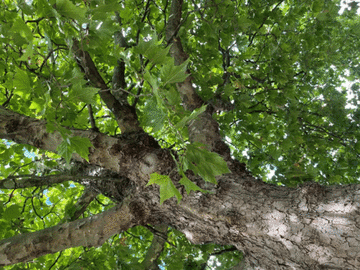 Selling: The tree of destiny reading love 