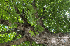 Selling: The tree of destiny reading love 