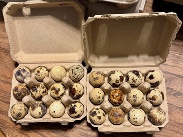 Selling with In-person Payment: Coturnix Quail Eggs
