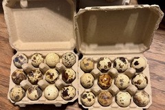 Selling with In-person Payment: Coturnix Quail Eggs
