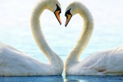 Selling: Will they commit or their next move towards you. Special offer