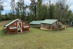 Selling with online payment: Fresh Eggs for Sale Carrollton GA Please read description!