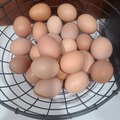 Selling with In-person Payment: Farm fresh brown eggs