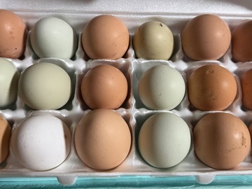 Selling with In-person Payment: Unwashed fresh eggs