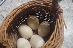 Selling with In-person Payment: A Slice of Life