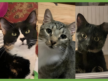  : Mama Bear, Poppa Bear, and Baby Bear (The Bears)