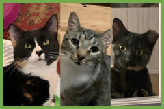  : Mama Bear, Poppa Bear, and Baby Bear (The Bears)