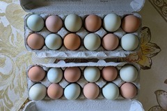 Selling with In-person Payment: Fresh blue fertile eggs, brown (not fertile) eggs.