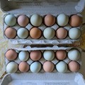 Selling with In-person Payment: Fresh blue fertile eggs, brown (not fertile) eggs.