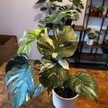 Vente: Monstera Variegata 