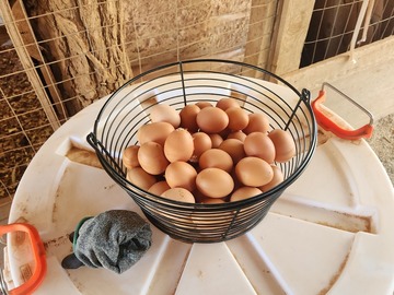 Selling with In-person Payment: Robinson Farm Fresh Eggs 