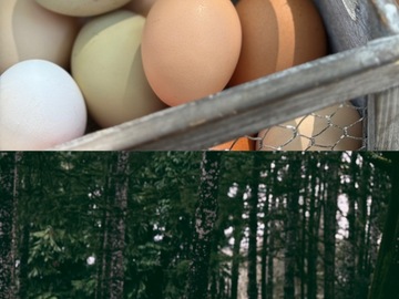 Selling with In-person Payment: Chicken eggs 