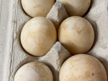 Selling with In-person Payment: Duck eggs 