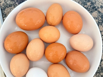 Selling with In-person Payment: Free Range Chicken Eggs 