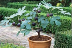 Vente: Jeunes plantes de figuiers/grenadiers