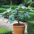 Vente: Jeunes plantes de figuiers/grenadiers