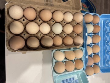 Selling with In-person Payment: Free range pasture raised, unwashed eggs