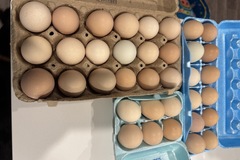 Selling with In-person Payment: Free range pastor raised, unwashed eggs