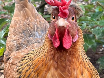 Selling with online payment: James Island Small Flock