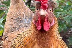 Selling with online payment: James Island Small Flock