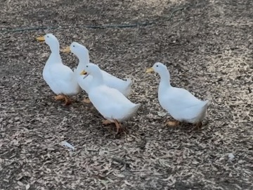 Selling with online payment: Organic Pasture Raised Duck Eggs