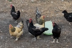Selling with In-person Payment: Organic Pasture raised Chicken eggs