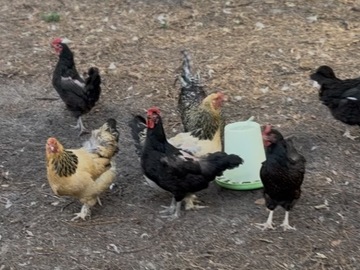 Selling with online payment: Organic Pasture Raised Hens
