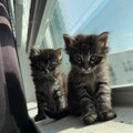  : Milan & Kittens