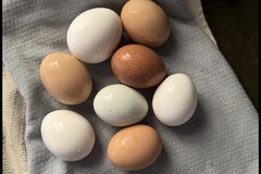Selling with In-person Payment: Organic Pasture Raised Eggs
