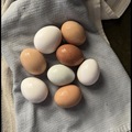 Selling with In-person Payment: Organic Pasture Raised Eggs