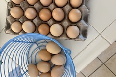 Selling with In-person Payment: Family Raised Fertile Chicken Eggs 