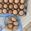 Selling with In-person Payment: Family Raised Fertile Chicken Eggs 