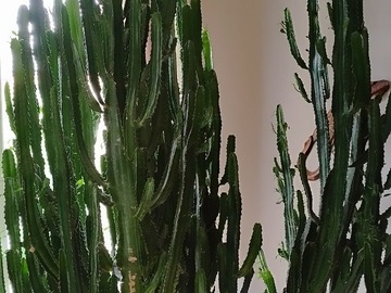 Vente: Cactus 