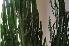Vente: Cactus 