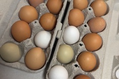 Selling with In-person Payment: Farm Fresh Free Range Eggs