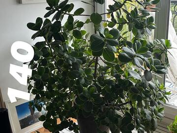 Vente: FICUS, MAJESTUEUX !