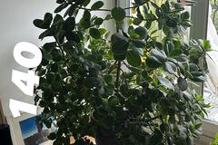 Vente: FICUS, MAJESTUEUX !