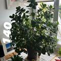 Vente: FICUS, MAJESTUEUX !