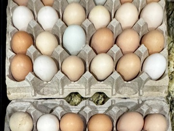 Selling with In-person Payment: Free range pasture raised, unwashed eggs