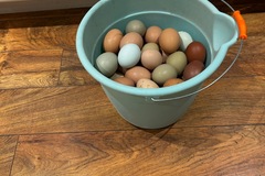 Selling with In-person Payment: Farm Fresh Eggs